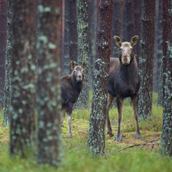 Eurasian elk (Alces alces)