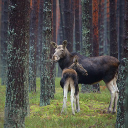 Eurasian elk (Alces alces)