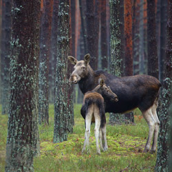 Łoś euroazjatycki (Alces alces)