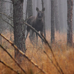 Eurasian elk (Alces alces)