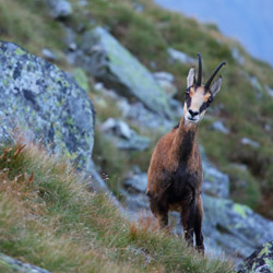 Tatra chamois (Rupicapra rupicapra tatrica)