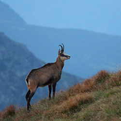 Kozica tatrzańska (Rupicapra rupicapra tatrica)