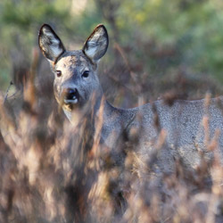 The European roe deer (Capreolus capreolus)