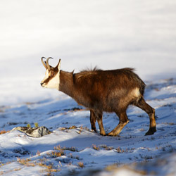 Tatra chamois (Rupicapra rupicapra tatrica)