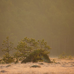 Solska Primeval Forest