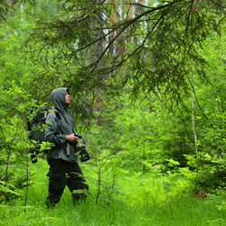 Solska Primeval Forest