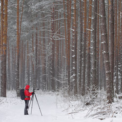 Solska Primeval Forest