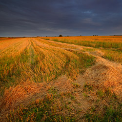 Bilgoraj Plain