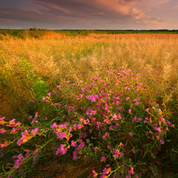 Bilgoraj Plain