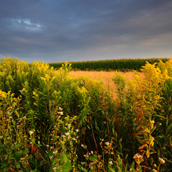 Bilgoraj Plain