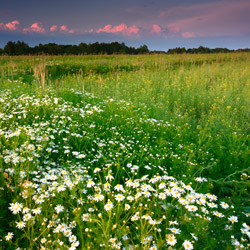 Bilgoraj Plain