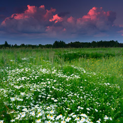 Bilgoraj Plain