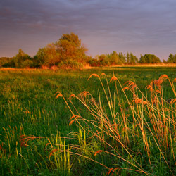 Bilgoraj Plain