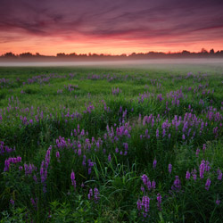 Bilgoraj Plain