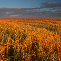 Bilgoraj Plain