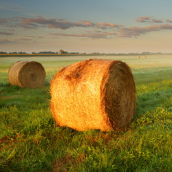 Bilgoraj Plain