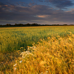 Bilgoraj Plain