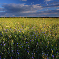 Bilgoraj Plain