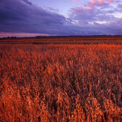 Bilgoraj Plain