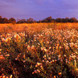 Bilgoraj Plain