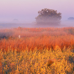 Bilgoraj Plain