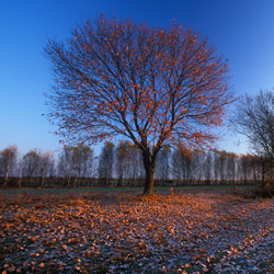 Bilgoraj Plain