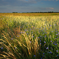 Bilgoraj Plain