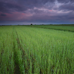 Bilgoraj Plain