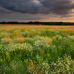 Bilgoraj Plain