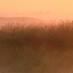 Upper Narew River Valley, Narew National Park, Podlasie