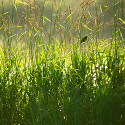 Upper Narew River Valley, Narew National Park