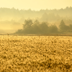 Dolina Górnej Narwi, Podlasie