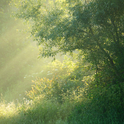 Upper Narew River Valley, Narew National Park, Podlasie