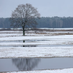 Dolina Górnej Narwi, Podlasie