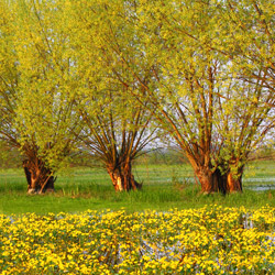 Kotlina Biebrzańska, Biebrzański Park Narodowy, Podlasie