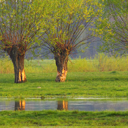 Dolina Górnej Narwi, Podlasie