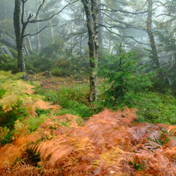 Table Mountains National Park