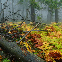 Table Mountains National Park