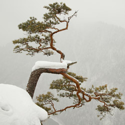 Pieniny Właściwe, Pieniński Park Narodowy