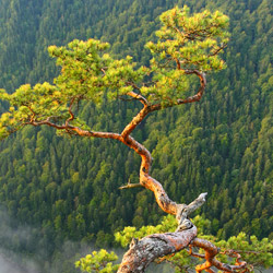 Central Pieniny, Pieniny National Park