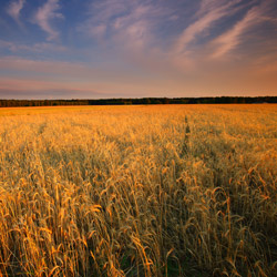 Lubartów Plain, Kozlowiecki Landscape Park