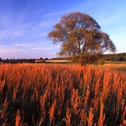 Lubartów Plain, Kozlowiecki Landscape Park