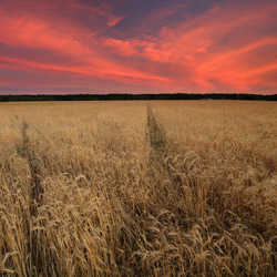 Lubartów Plain, Kozlowiecki Landscape Park