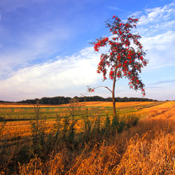 Wyżyna Lubelska