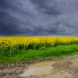 Płaskowyż Tarnogrodzki