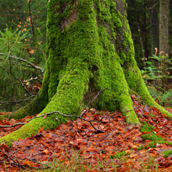 Szklarnia Nature Reserve, Janow Forests Landscape Park
