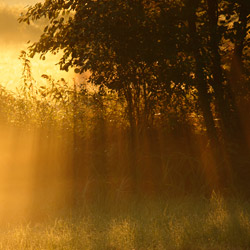 Janow Forests Landscape Park