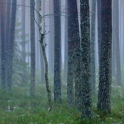 Janow Forests Nature Reserve, Janow Forests Landscape Park