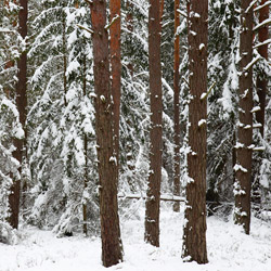 Rezerwat przyrody Lasy Janowskie, Park Krajobrazowy Lasy Janowskie