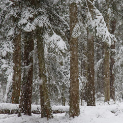 Janow Forests Nature Reserve, Janow Forests Landscape Park